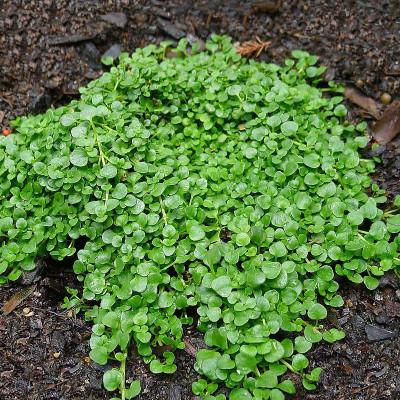 [7926] MENTHA REQUIENII (MENTHE CORSE) GDT