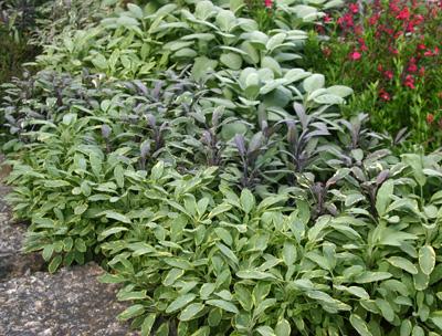 [11066] SALVIA OFFICINALIS (SAUGE OFFICINALE) CLT 1-2