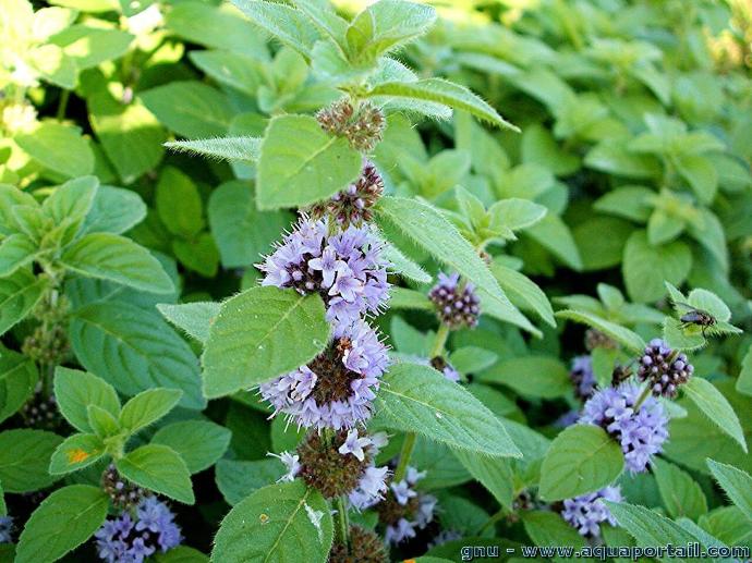 MENTHA CITRATA BERGAMOTE (MENTHE BERGAMOTE) GDT