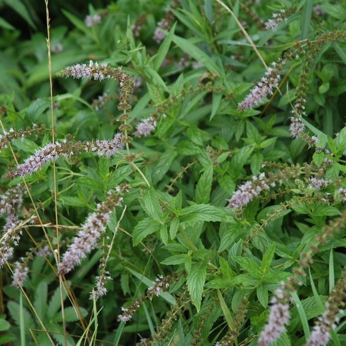 MENTHA SPICATA (MENTHE VERTE) GDT