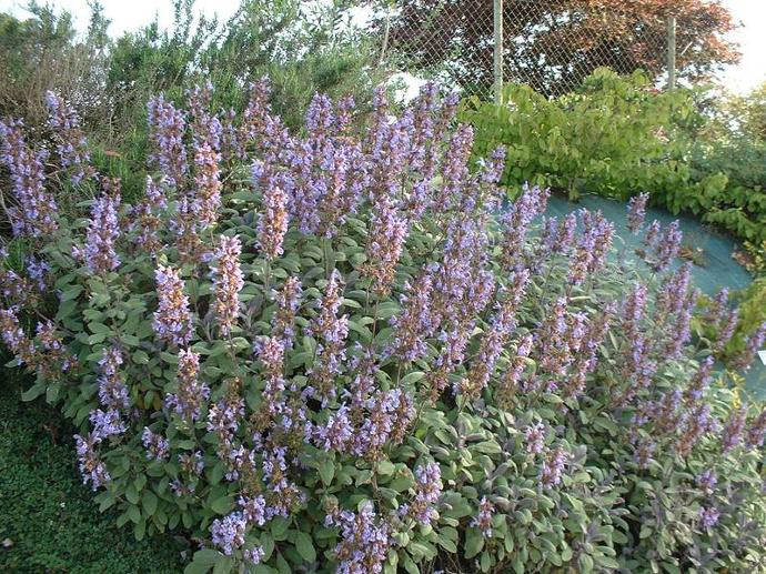 [11067] SALVIA OFFICINALIS (SAUGE OFFICINALE) GDT