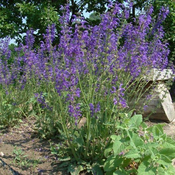 SALVIA PRATENSIS GDT