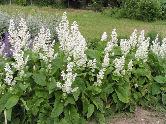 SALVIA SCLAREA GDT
