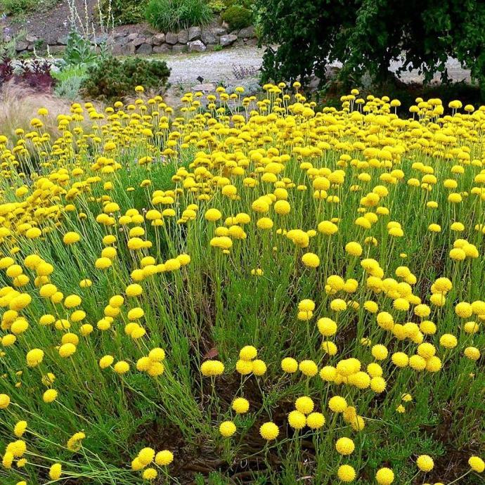 [11136] SANTOLINA VIRENS ROSMARINIFOLIA GDT