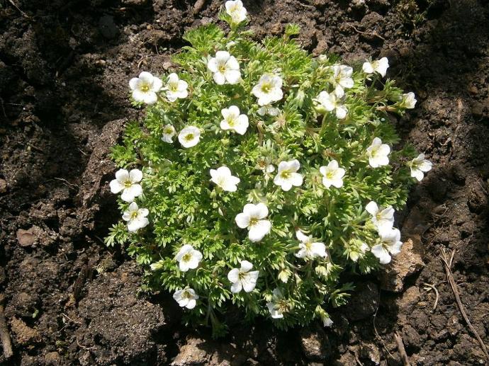 SAXIFRAGA ARENDSII GDT (BLANC)