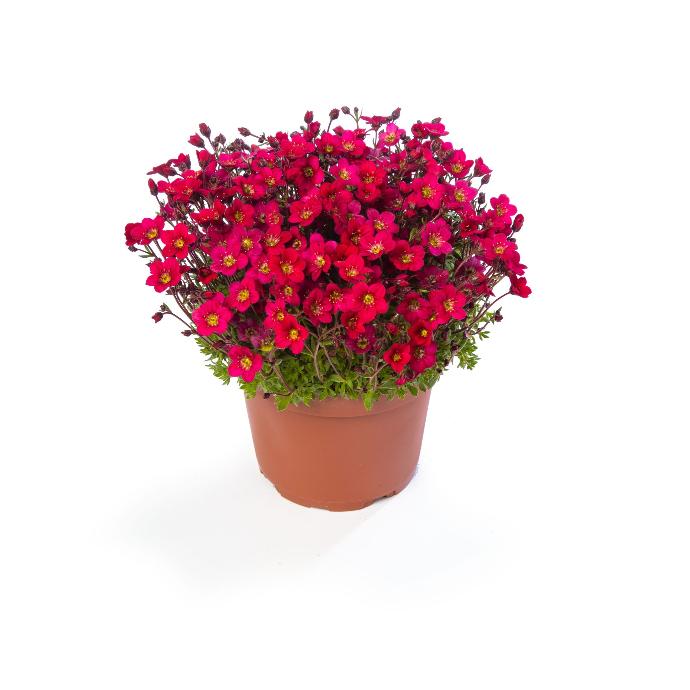 [11173] SAXIFRAGA ARENDSII (COULEUR/VARIETE) GDT