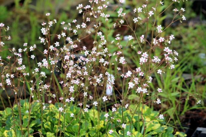 SAXIFRAGA URBIUM AUREOPUNCTA GDT (BLANC)