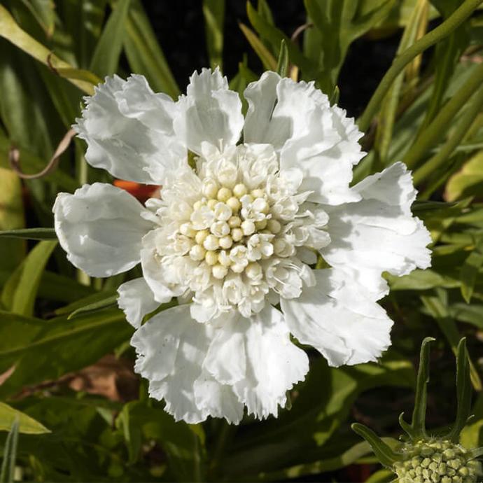 SCABIOSA CAUCASICA GDT (BLANC)