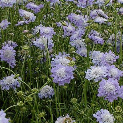 SCABIOSA CAUCASICA GDT (BLEU)