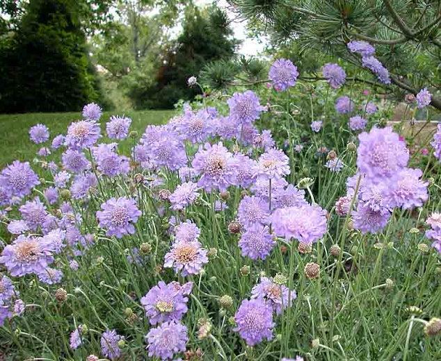 [11188] SCABIOSA COLUMBARIA NANA BLUE GDT (BLEU)
