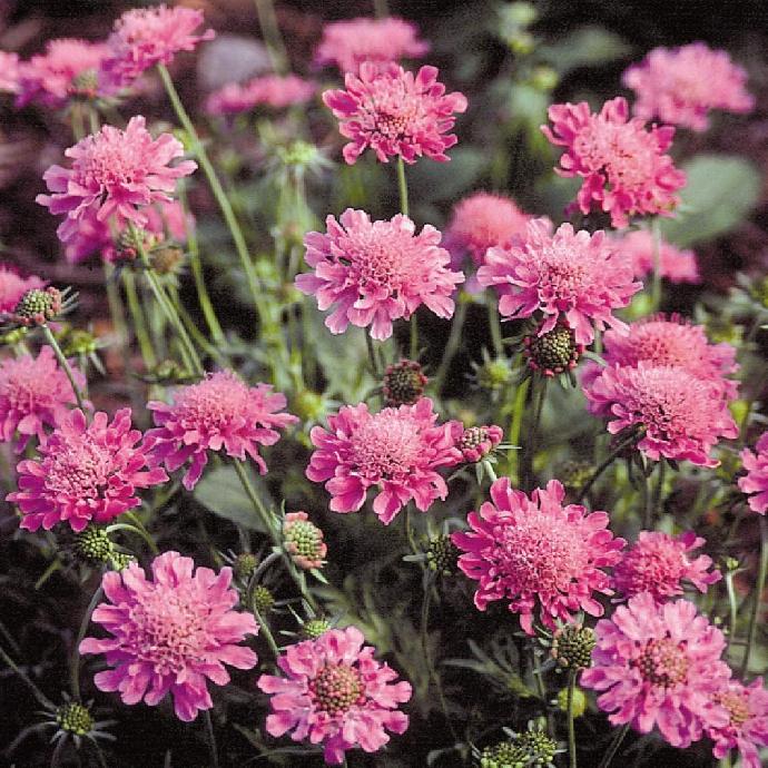 SCABIOSA COLUMBARIA NANA GDT (ROSE)