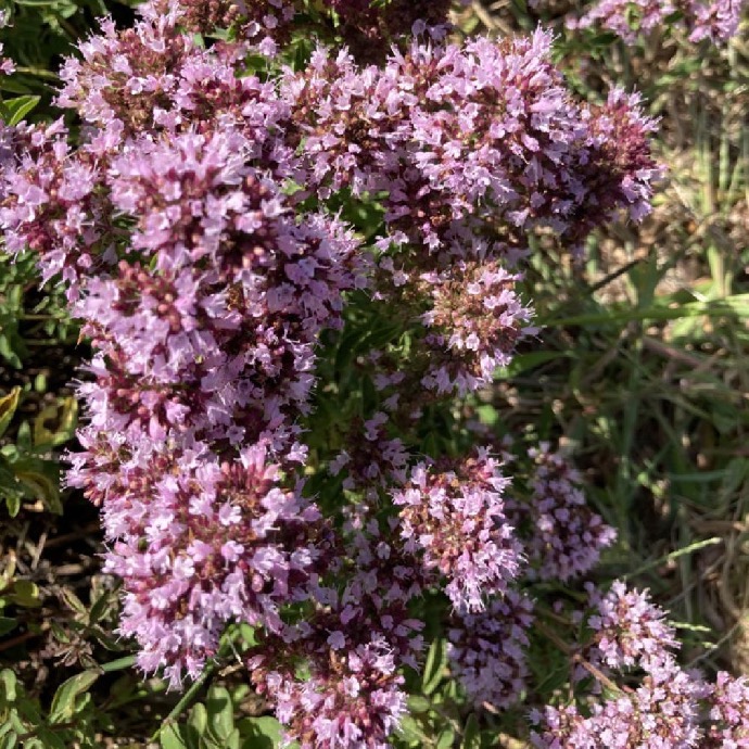 ORIGANUM VULGARE MARJOLAINE CLT 1 (MAUVE)