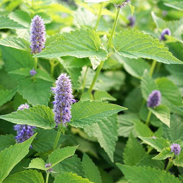 MENTHA PIPERITA (MENTHE POIVREE) CLT 1-2