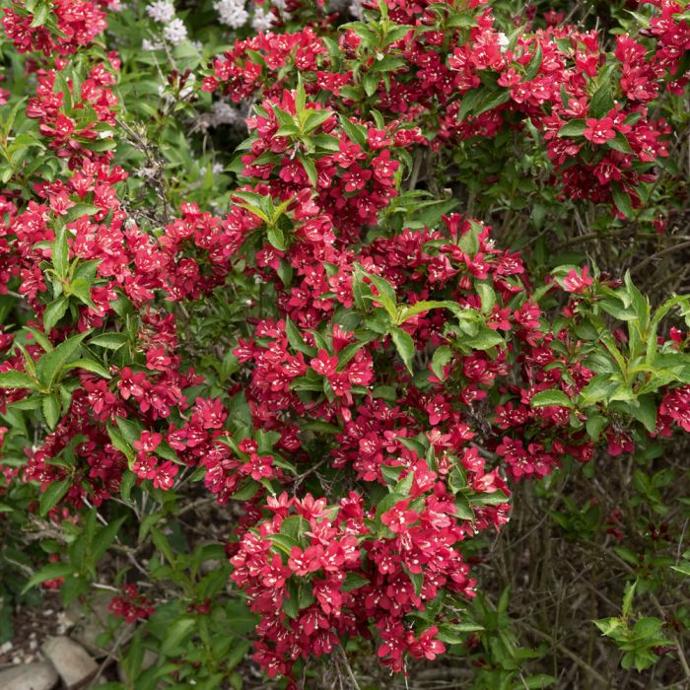[12546] WEIGELIA NAIN ROUGE CLT 3 40/60