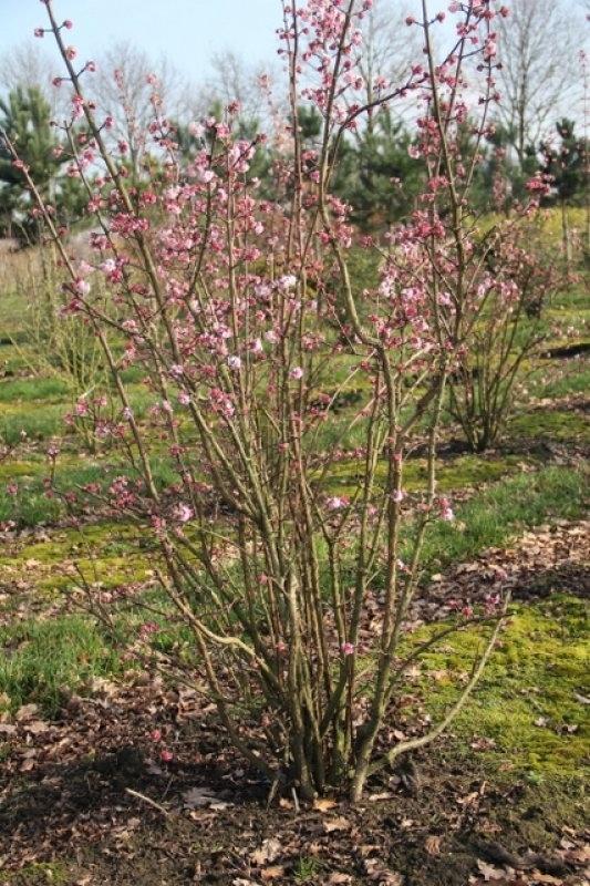 [12259] VIBURNUM BODNANTENSE CHARLES LAMONT CLT 3 40/60