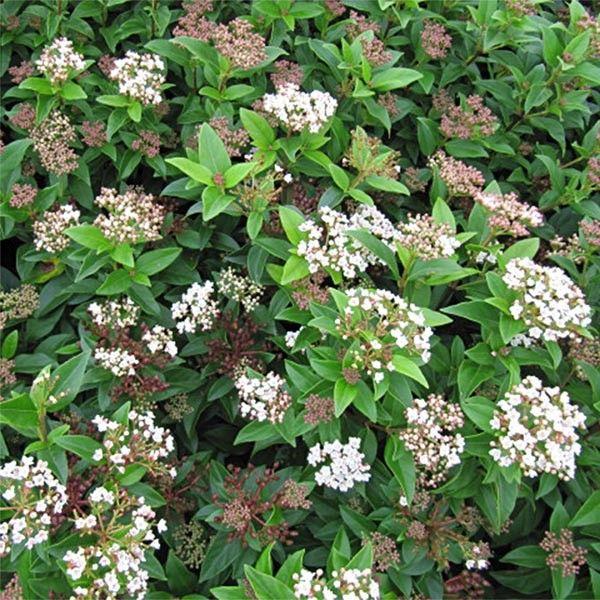 VIBURNUM TINUS 30/40