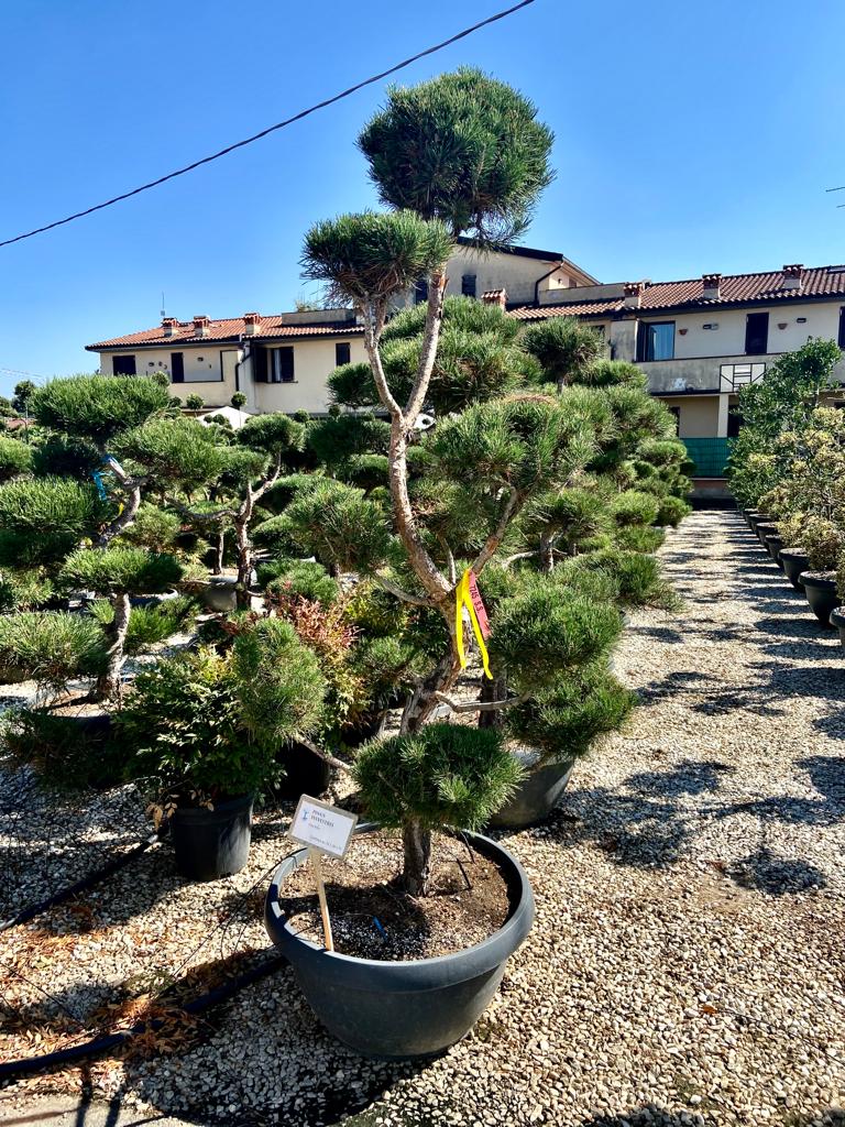 PINUS SYLVESTRIS COUPE 70 BONSAI