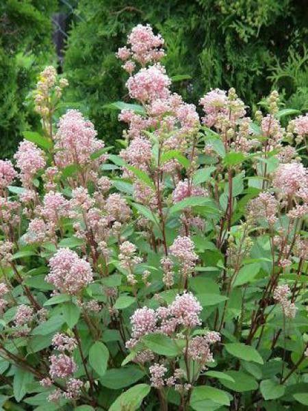 CEANOTHUS PALLIDUS MARIE SIMON CLT 3 40/60