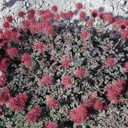 [0078] ACAENA MICROPHYLLA GDT (ROUGE)