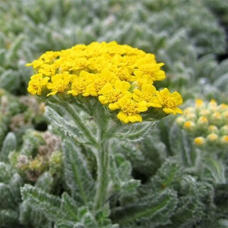 ACHILLEA TOMENTOSA GDT