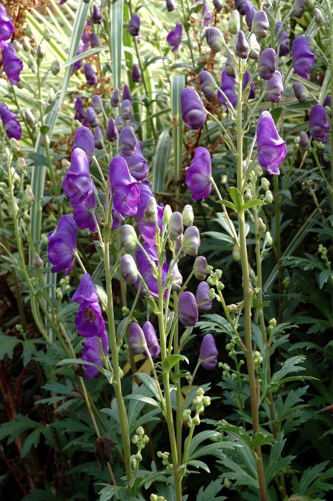 [0768] ACONITUM NAPELLUS GDT (VIOLET)
