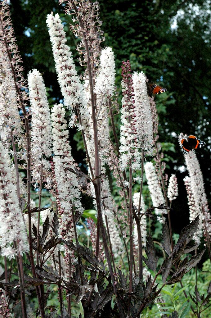 ACTAEA SIMPLEX BRUNETTE GDT
