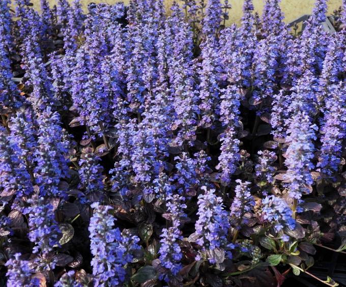 [0883] AJUGA REPTANS GDT (BLEU)