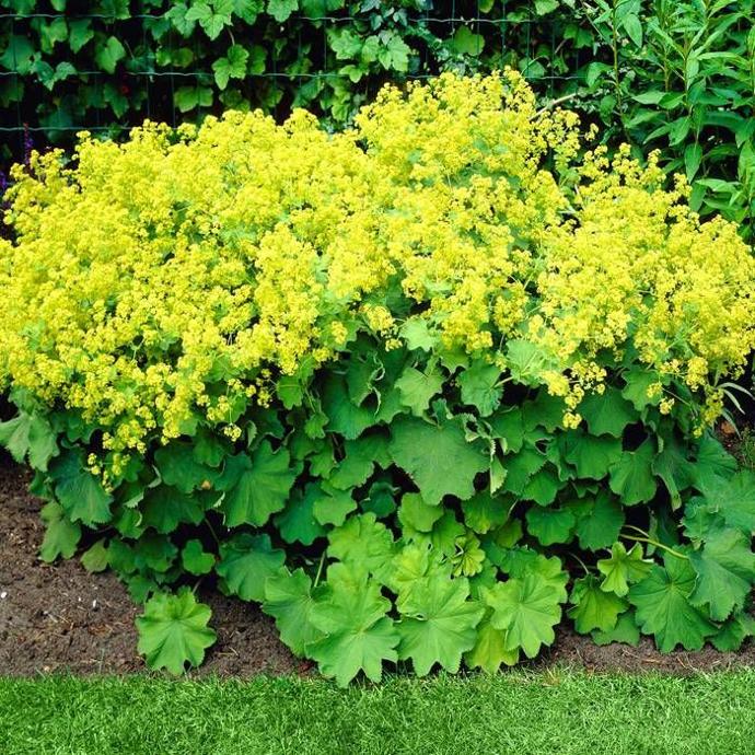 ALCHEMILLA MOLLIS GDT
