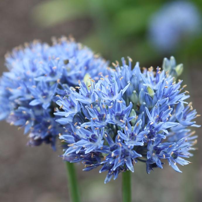 [0970] ALLIUM CAERULEUM GDT (BLEU)