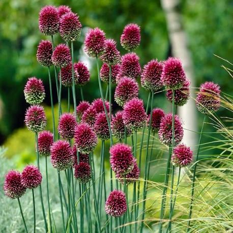 ALLIUM SPHAEROCEPHALON GDT
