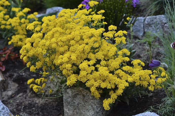 ALYSSUM SAXATILE GDT