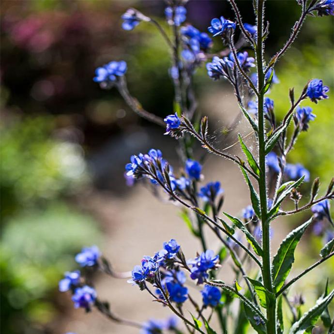 [1089] ANCHUSA DROPMORE GDT (BLEU)