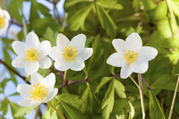 [1105] ANEMONA SYLVESTRIS GDT (BLANC)