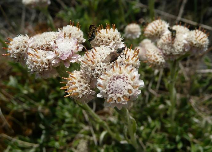 [1128] ANTENNARIA DIOICA GDT (ROUGE)