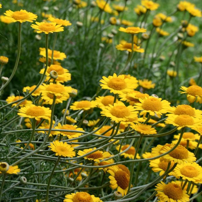 [1133] ANTHEMIS TINCTORIA GDT (JAUNE)