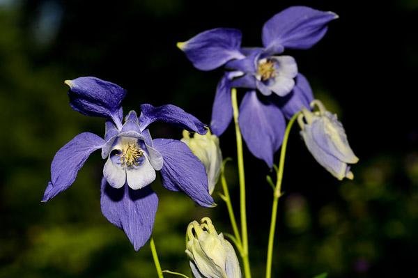 [478] AQUILEGIA ALPINA GDT (GDT, BLEU)