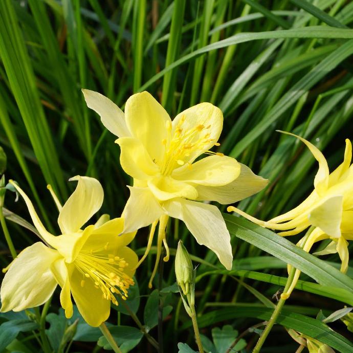 [1146] AQUILEGIA CHRYSANTHA GDT (JAUNE)