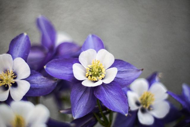 AQUILEGIA FLABELLATA GDT