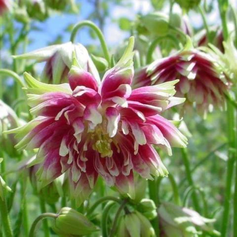 AQUILEGIA NORA GDT
