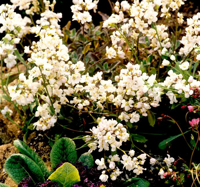 [487] ARABIS CAUCASICA GDT (BLANC)
