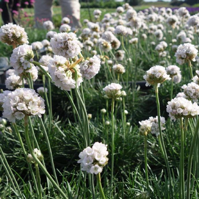 ARMERIA MARITIMA GDT