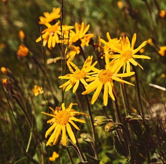 [1256] ARNICA MONTANA GDT (JAUNE)