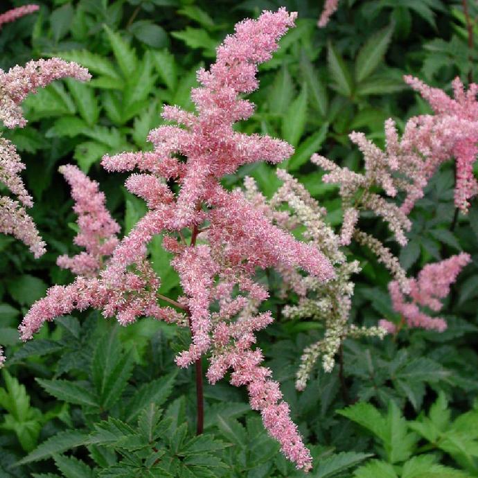 ASTILBE ARENDSII GDT