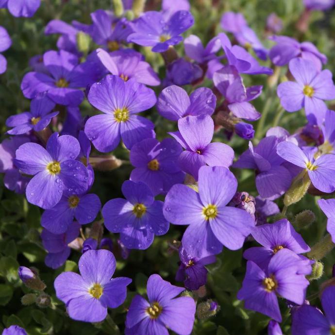 AUBRIETA DELTOÏDEA GDT