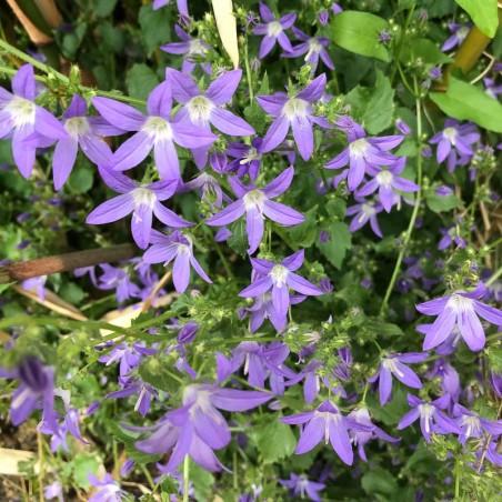 [2337] CAMPANULA POSCHARSKYANA GDT (BLEU)