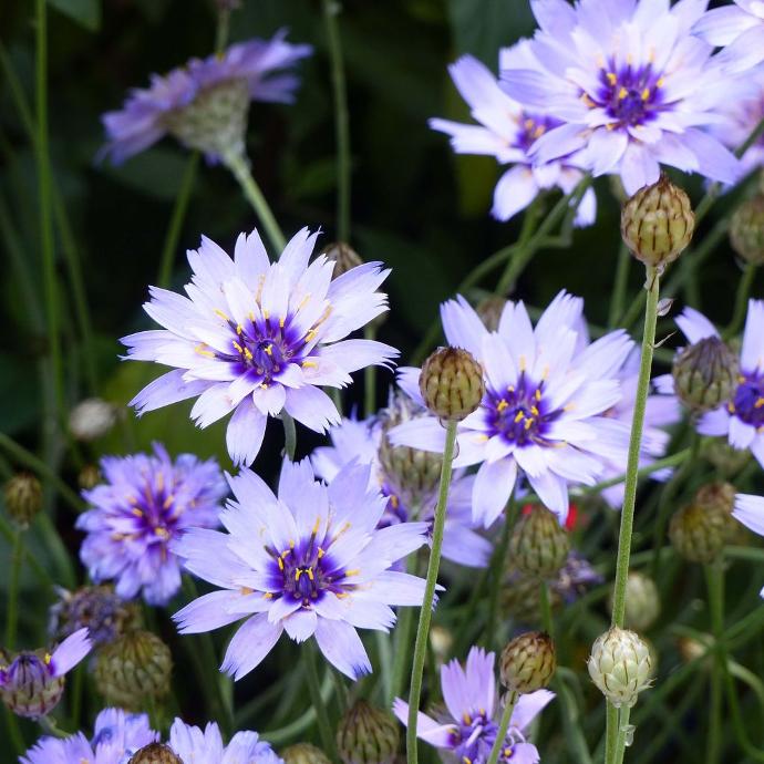 [2643] CATANANCHE CAERULEA GDT (BLEU)