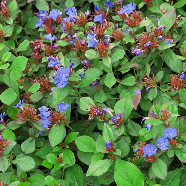 [2859] CERATOSTIGMA PLUMBAGOIDES GDT (GDT)