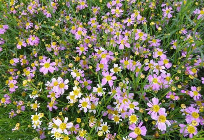 [3351] COREOPSIS VERTICILLATA GDT (GDT, ROSE)