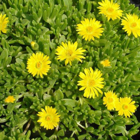 [4182] DELOSPERMA LINEARE GDT (JAUNE)