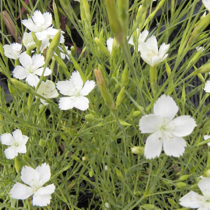 [2183] DIANTHUS DELTOIDE GDT (GDT, BLANC)